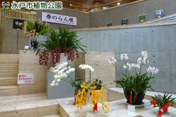 水戸市植物公園蘭科協会春の洋らん展の画像1