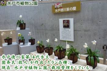 水戸市植物公園蘭科協会春の洋らん展の画像2