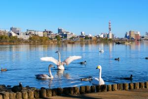 千波湖白鳥あり