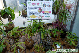 温室ワンダーランド愛にまつわる植物の画像