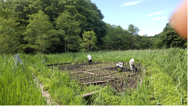 水戸下市かえるタウン交流の会の画像です