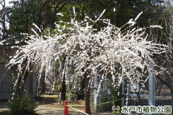 「梅の見本園」見頃の画像