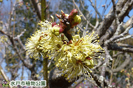 ウメ‘黄金梅’の画像