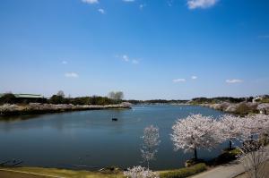 千波湖桜あり