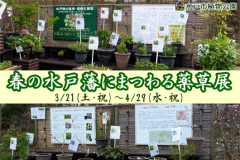 春の水戸藩にまつわる薬草展の画像