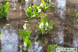 ミズバショウの画像