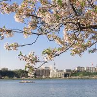 千波湖，芸術館，桜，スカイライン