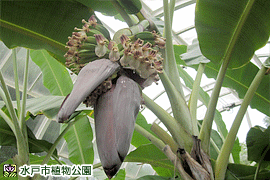 栽培バナナの画像