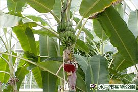 栽培バナナの画像