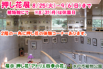 心の押し花展の画像