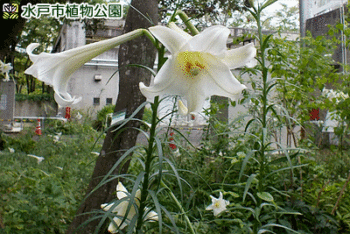 タカサゴユリやシンテッポウユリの画像