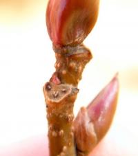 オオバヤシャブシの画像