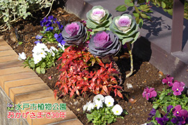 ナンテン・ハボタン・パンジーの画像