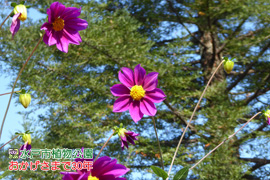 観賞大温室東側で開花中。の画像