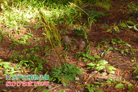 フユノハナワラビ（別称：フユワラビ）の画像
