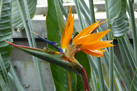 ストレリチア（極楽鳥花）の画像