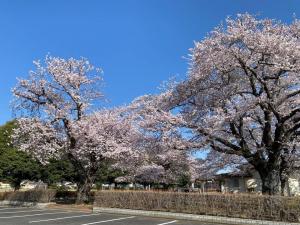 堀原市民センターの桜の写真