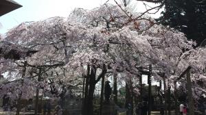 満開の六地蔵寺の桜
