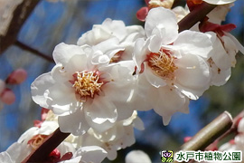 ウメ‘八重海棠’の画像