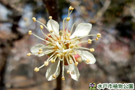 ウメ‘黄金梅’の画像