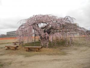 光圀公お手植えの「ゆかりの桜」