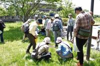 春の植物観察会の様子4