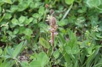 春の植物観察会の様子5