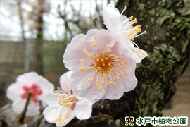 ウメ‘八重旭’の画像