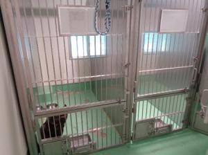 犬保護室