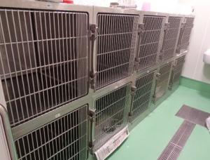 猫保護室