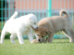 犬
