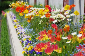 観賞大温室横花壇の画像