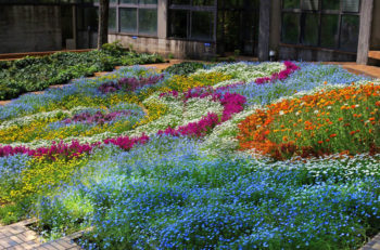 中央花壇の画像