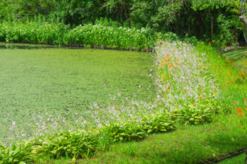 小池の画像2
