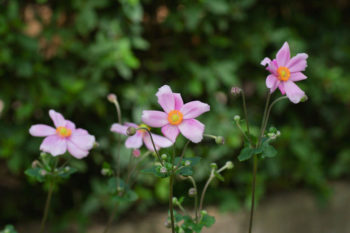 秋明菊の画像