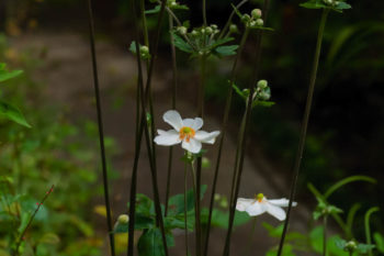 秋明菊の画像