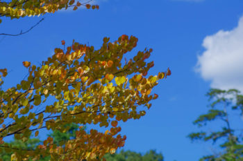 カツラ紅葉の画像