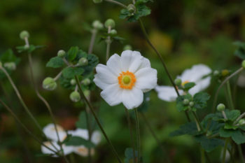 秋明菊の画像