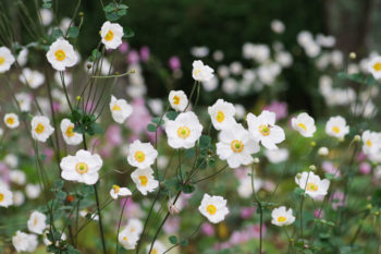 秋明菊の画像