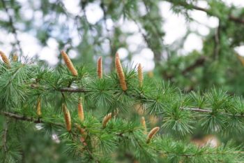 ヒマラヤスギ(雄花)の画像