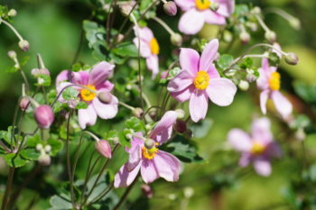 秋明菊の画像