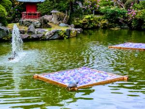 花筏