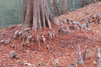 ラクウショウの根の画像