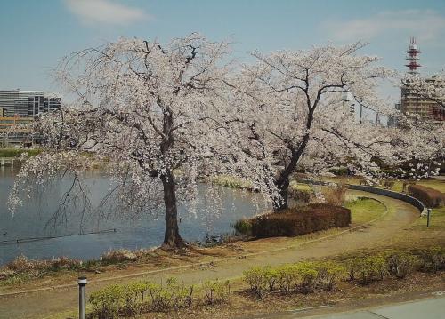 202504.sakura