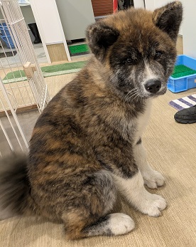 公表165犬