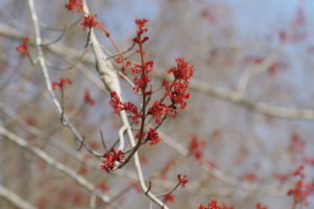 ハナノキ 雄花の画像