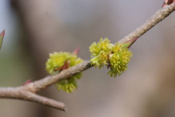 アブラチャン 雄花の画像