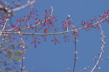 ハナノキ　雌花の画像