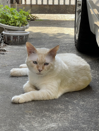 猫