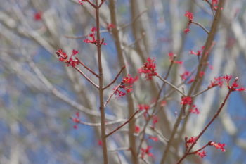 ハナノキ 雄花の画像